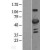 Western Blot: 6 Phosphofructo 2 Kinase Lysate [NBL1-14312] - Western Blot experiments. 
Left-Control; Right -Over-expression Lysate for PFKFB3